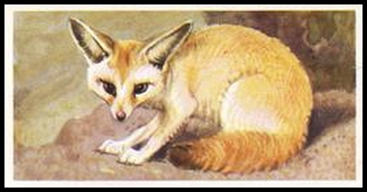 23 Fennec Fox